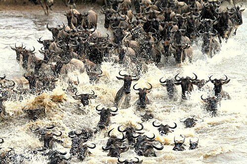 Kenya & Tanzania — Maasai Mara · Serengeti · Zanzibar